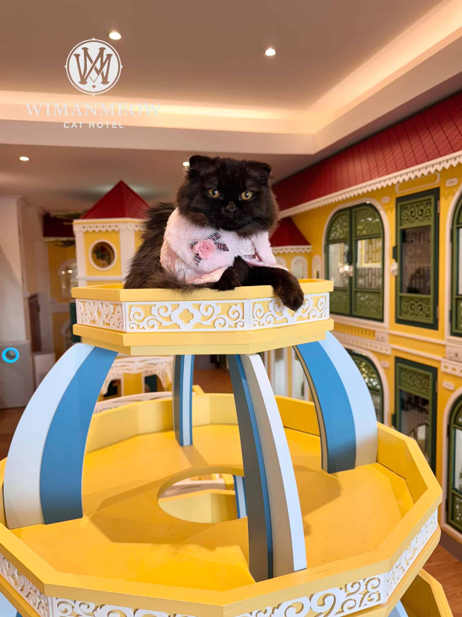 โรงแรมแมวบางบัวทองอย่างปลอดภัย ปี 2026