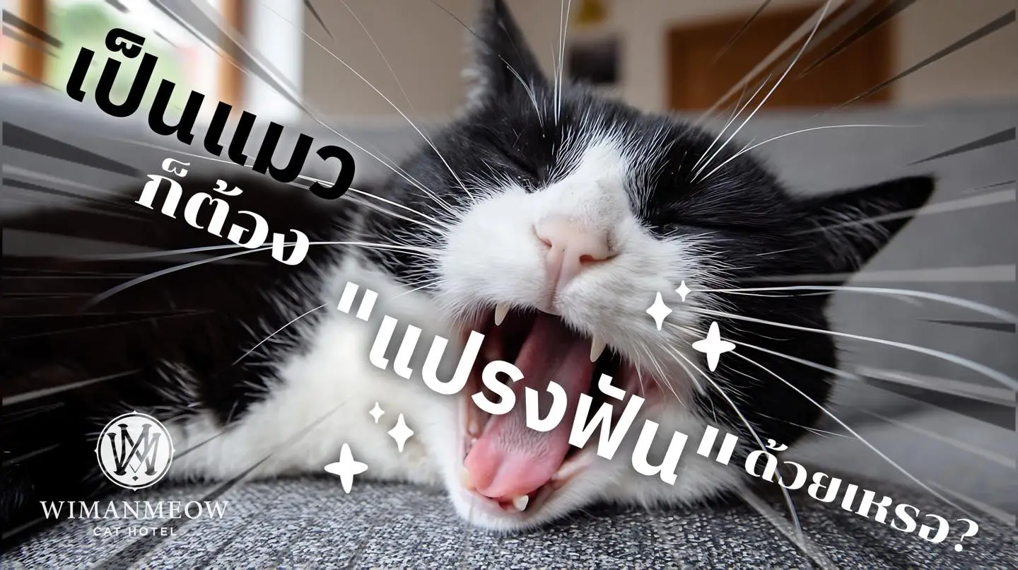 กลิ่นปากแมวเกิดจากอะไร