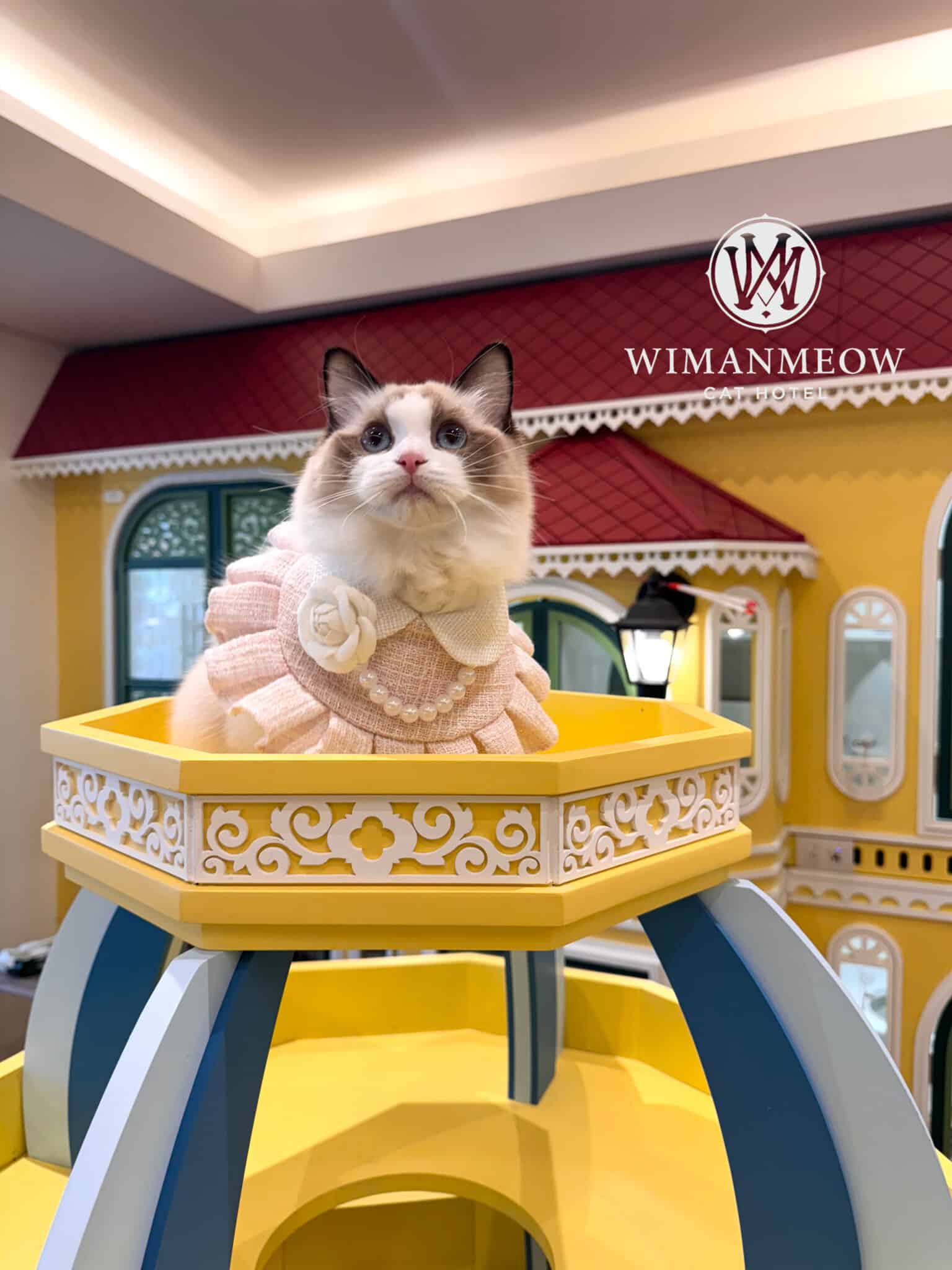 ฝากแมวครั้งแรกที่โรงแรมแมว Wimanmeow Cat Hotel บริการดูแลแมวอย่างใกล้ชิดในห้องพักพรีเมียม