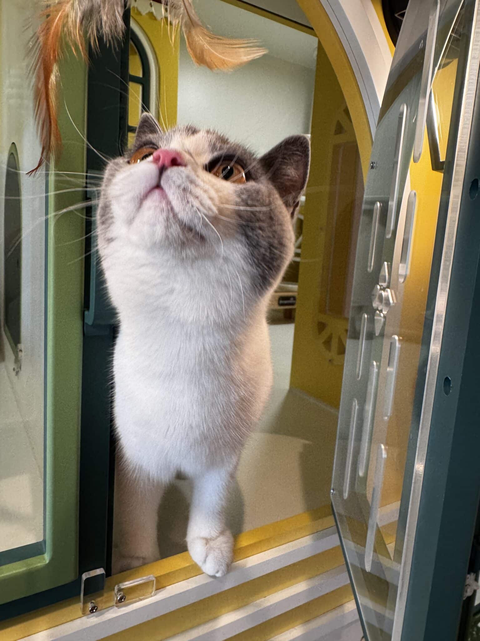 “แมวเตรียมตัวฝากแมวครั้งแรก นั่งบนกระเป๋าเดินทางในโรงแรมแมว วิมานแมว บางบัวทอง”