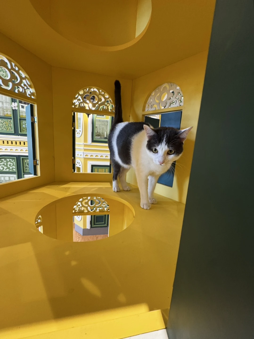 แมวพักในโรงแรมแมว บางใหญ่ ห้องพักสะอาดและปลอดภัย