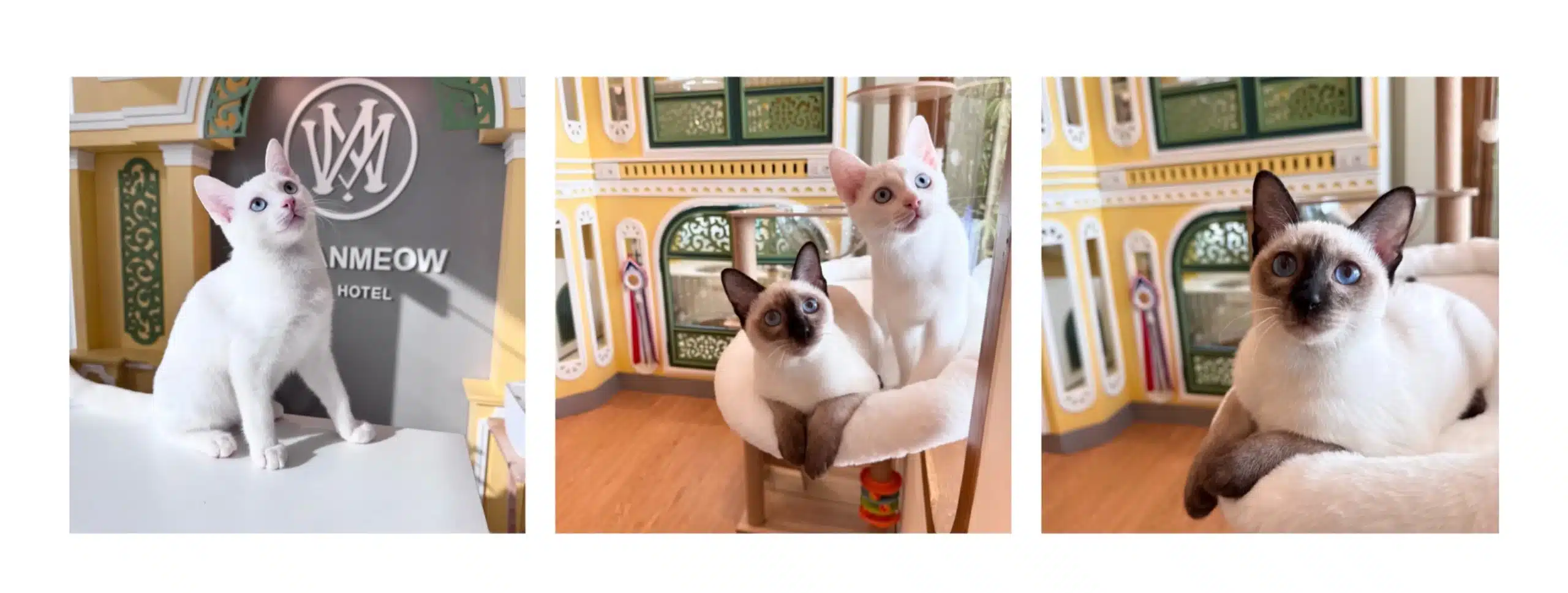 โรงแรมแมว ราชพฤกษ์ ราคาถูก ภาพห้องพักฝากแมว ราชพฤกษ์ นนทบุรี