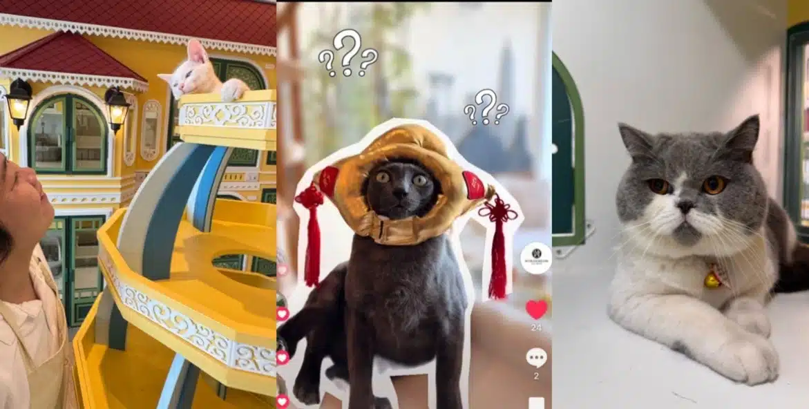 เปลี่ยนโรงแรมแมวให้เป็นบ้านหลังที่สอง ทำยังไงให้น้องรู้สึกคุ้นเคยตั้งแต่วันแรก?