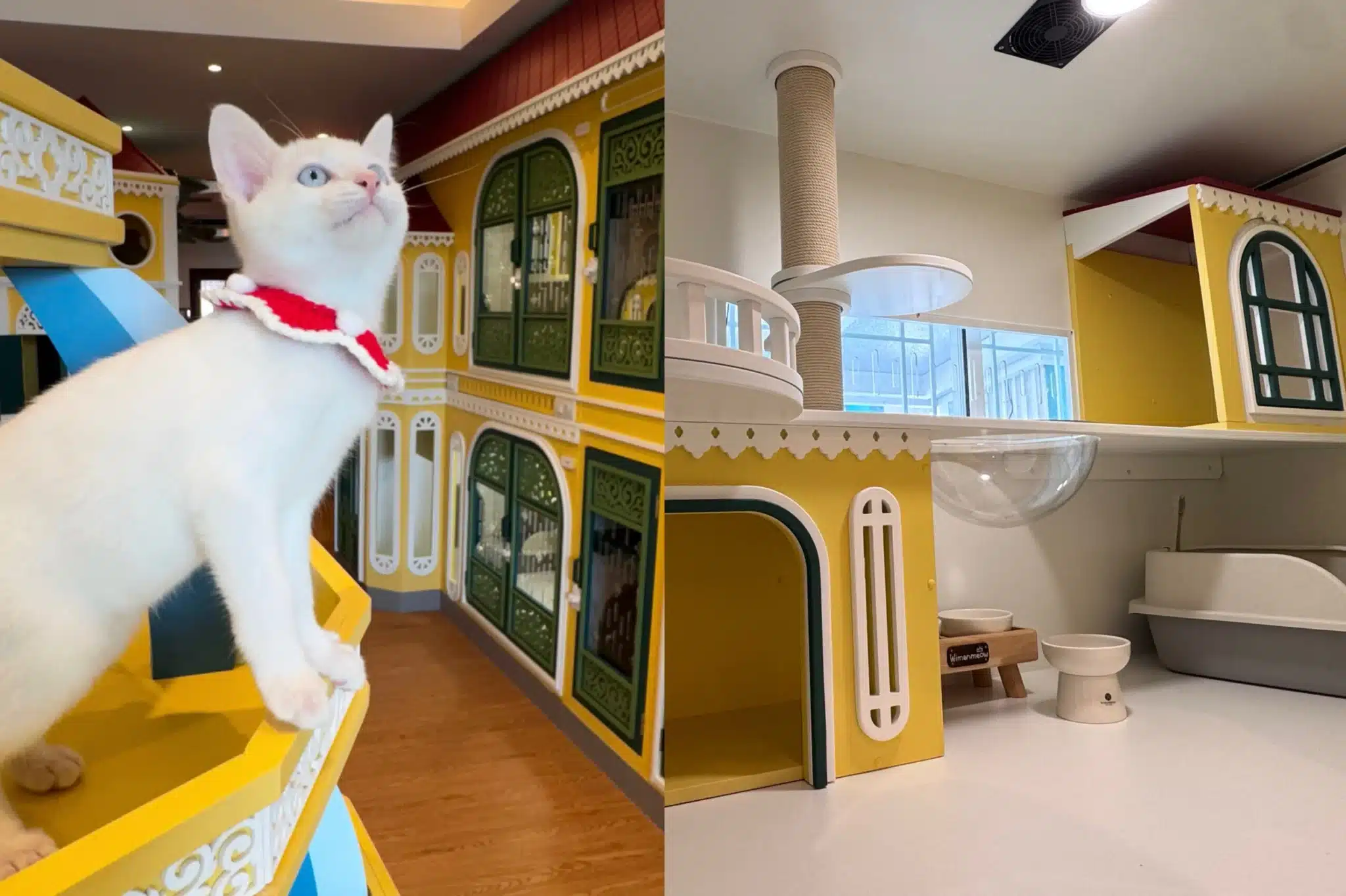 ฝากแมวปีใหม่ ฝากแมวสงกรานต์ โรงแรมแมวช่วงเทศกาล Wimanmeow Cat Hotel