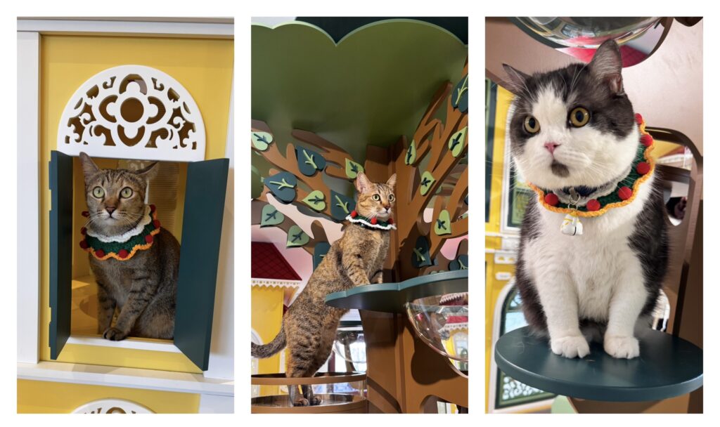 โรงแรมแมว บางใหญ่