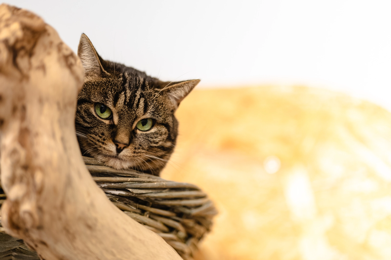 วิมานแมว โรงแรมแมวบางบัวทอง