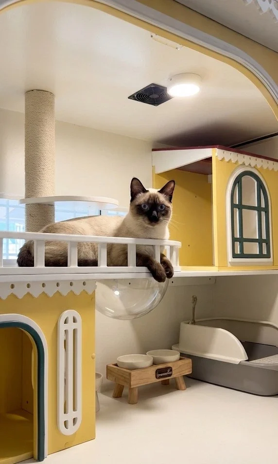 รีวิวโรงแรมแมวเปิดใหม่ บางบัวทอง