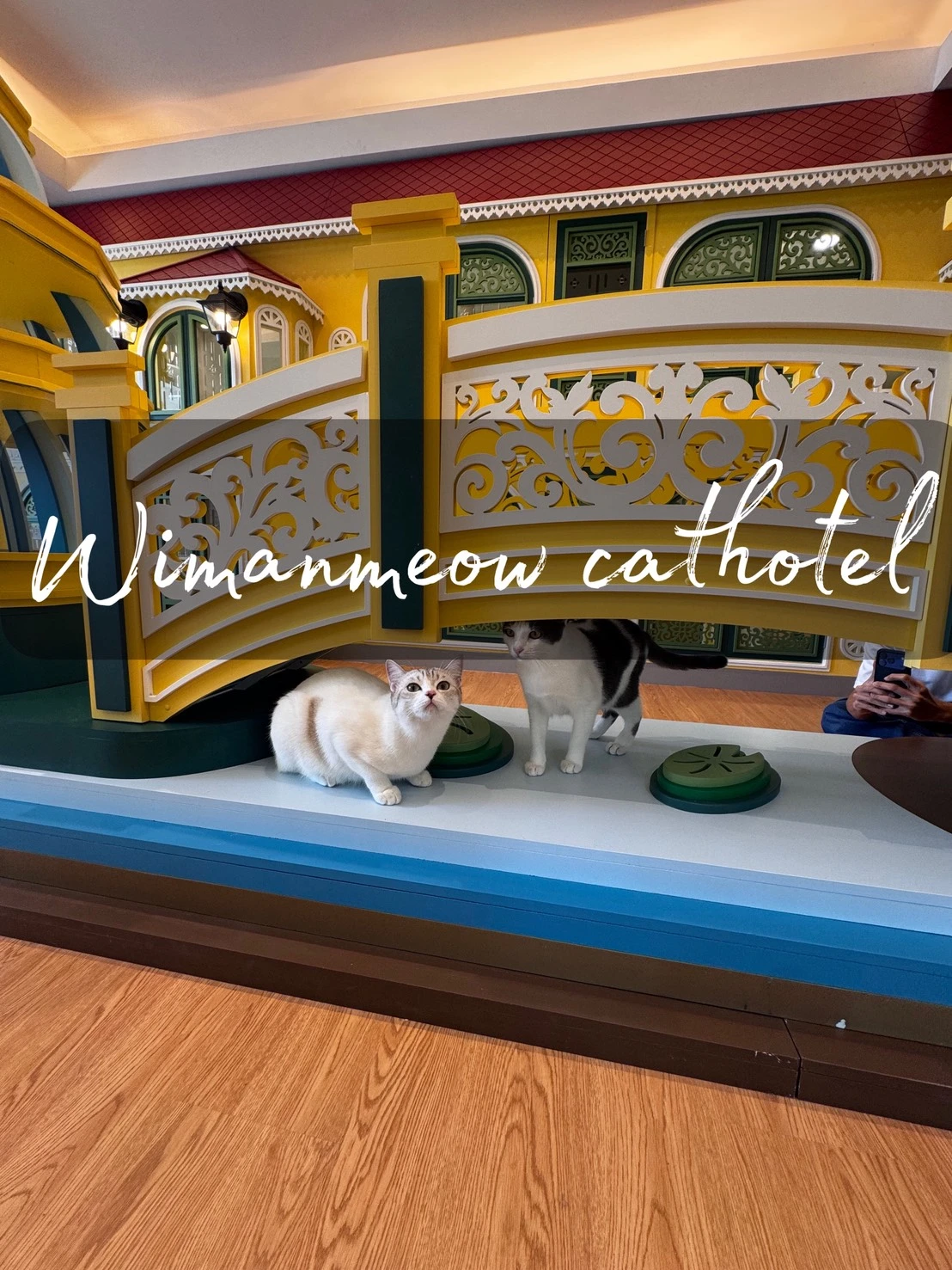 โรงแรมแมวใกล้แจ้งวัฒนะ ห้องส่วนตัวกว้างจริง