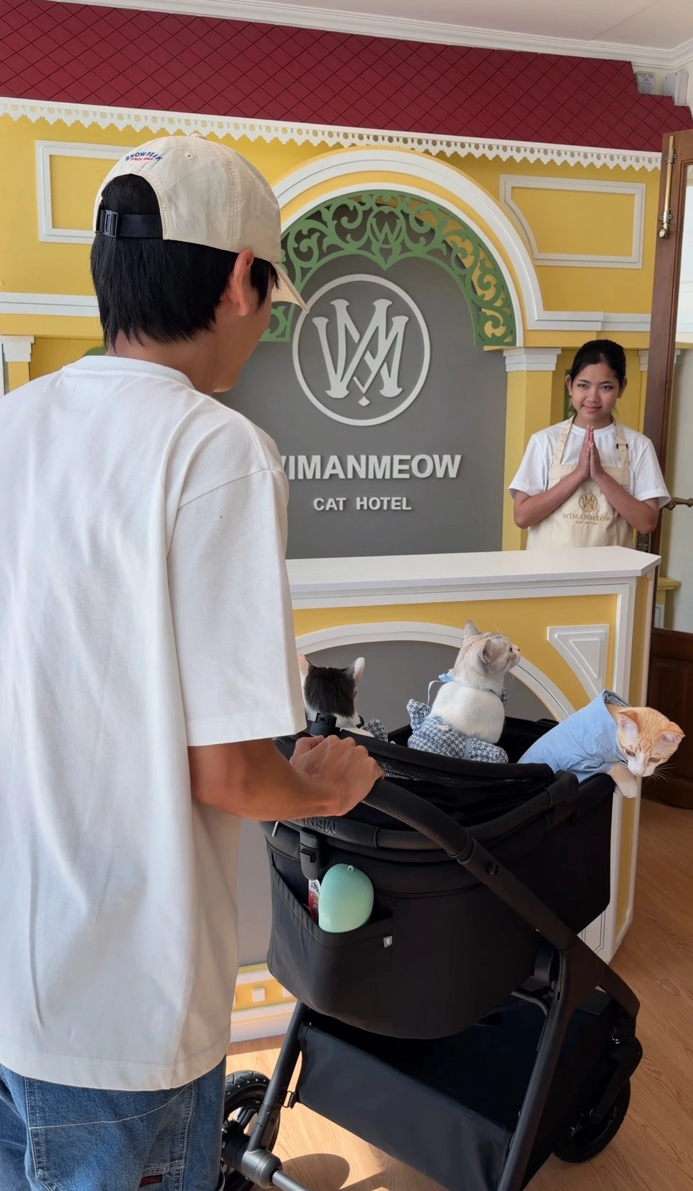 ภาพแมวพักในพื้นที่โรงแรมแมว Wimanmeow มีพื้นที่ปลอดภัยและคนดูแล
