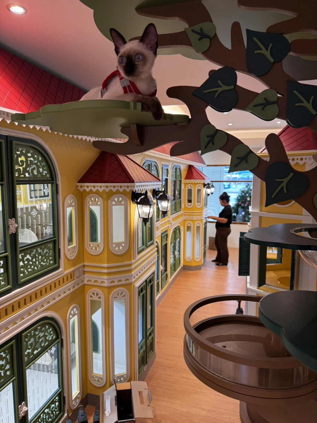 โรงแรมแมว นนทบุรี Pantip