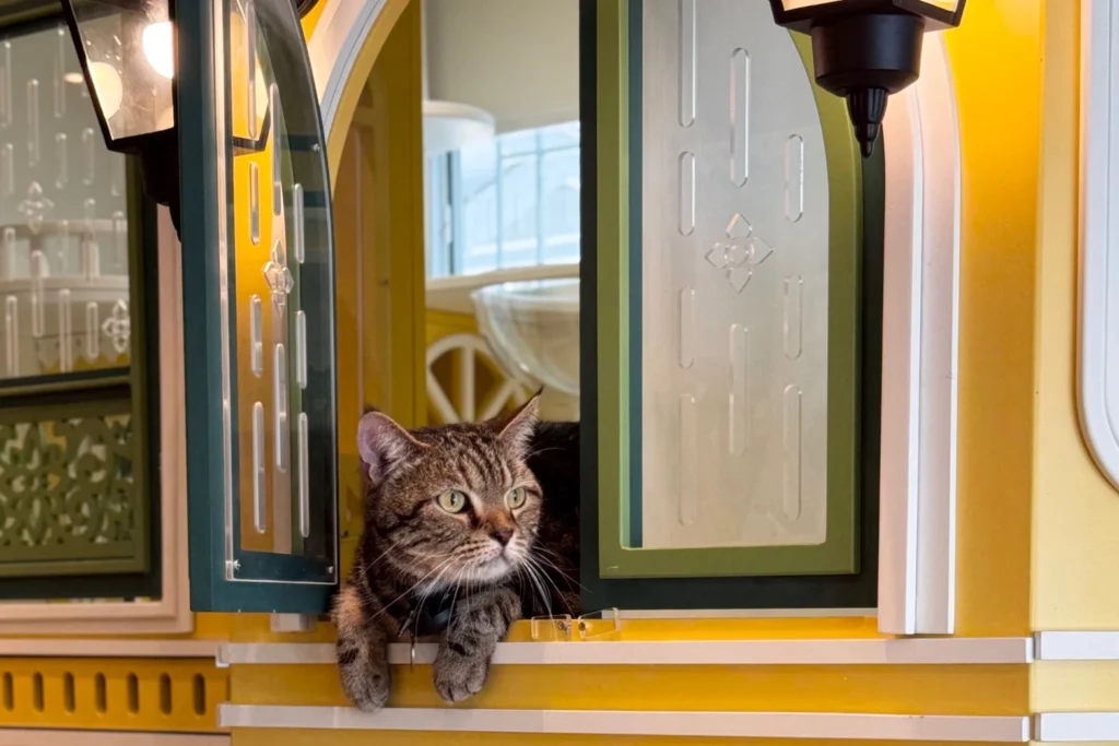 น้องแมวพักผ่อนในห้องส่วนตัว โรงแรมแมวพรีเมียม นนทบุรี วิมานแมว