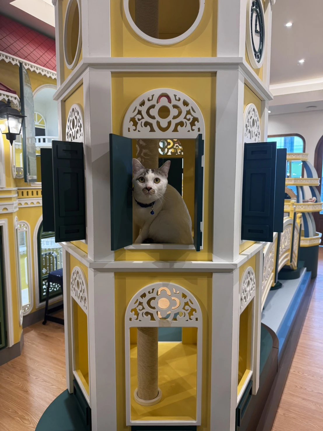 ฝากแมวช่วงสงกรานต์ นนทบุรี โรงแรมแมว Wimanmeow ห้องส่วนตัว