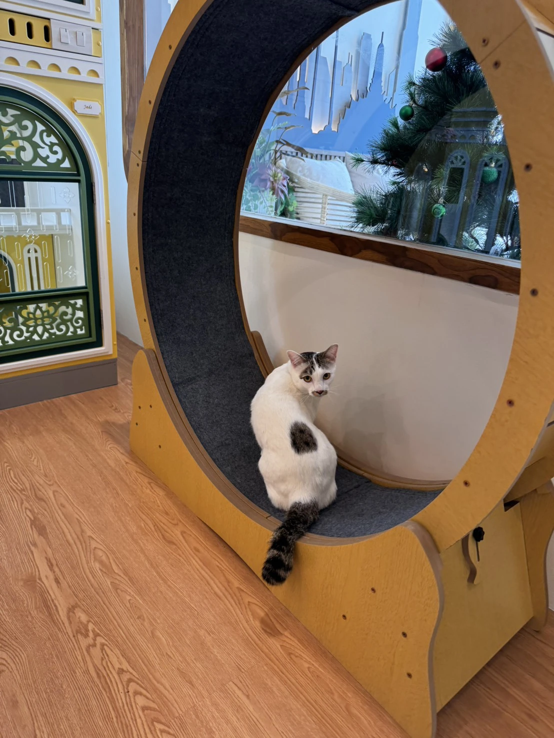 โรงแรมแมวรัตนาธิเบศร์ ห้องพักแมวส่วนตัว บรรยากาศสะอาด ปลอดภัย