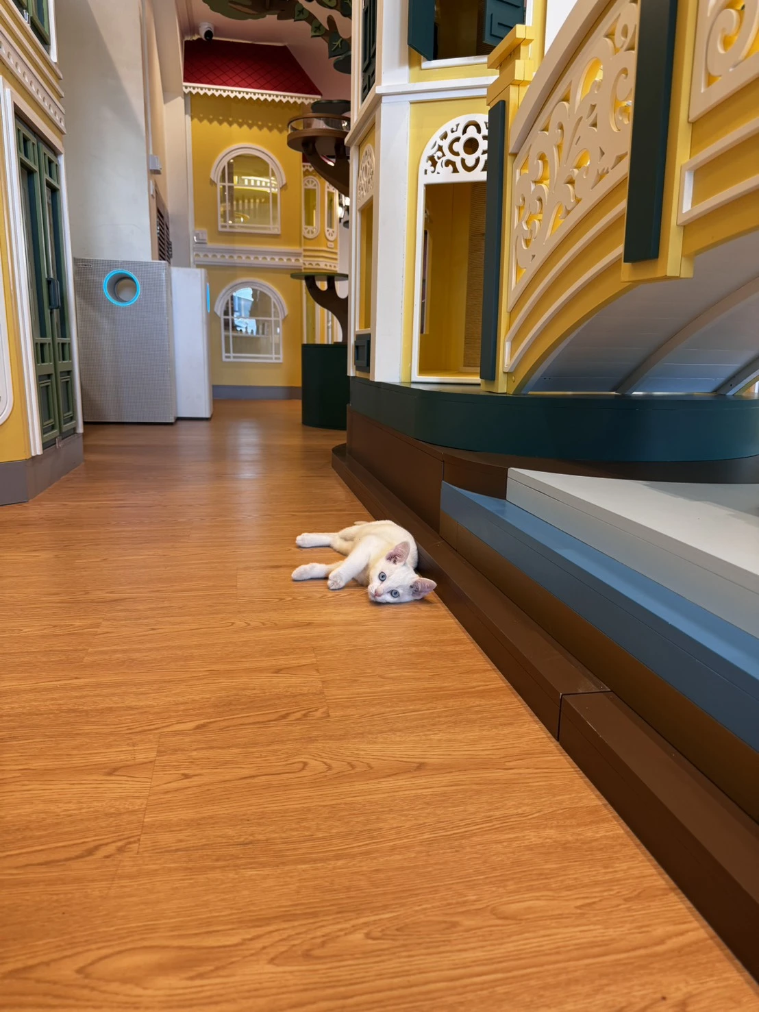 โรงแรมแมวสะอาด ปลอดภัย เหมาะกับการพักฟื้นน้องแมว