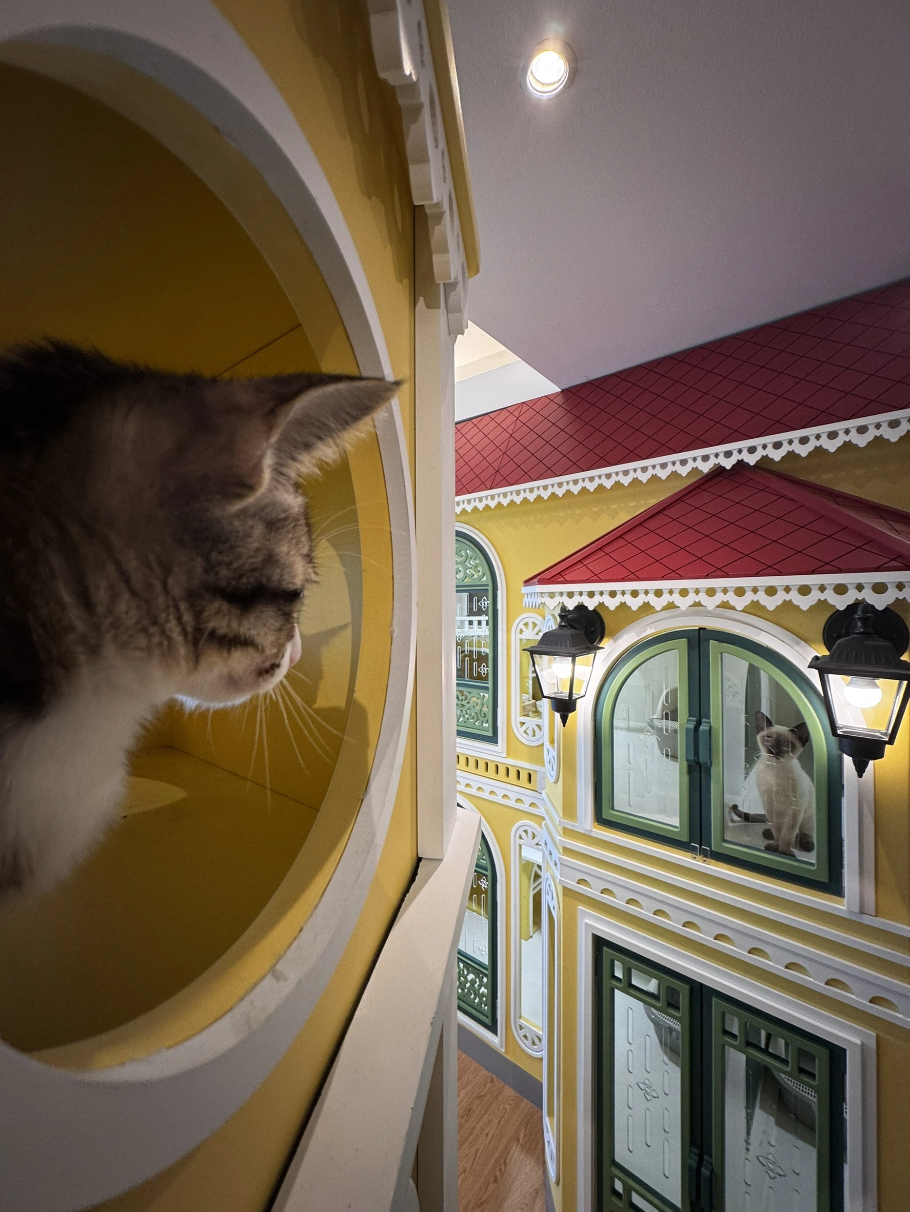 โรงแรมแมวมืออาชีพ วิมานแมว