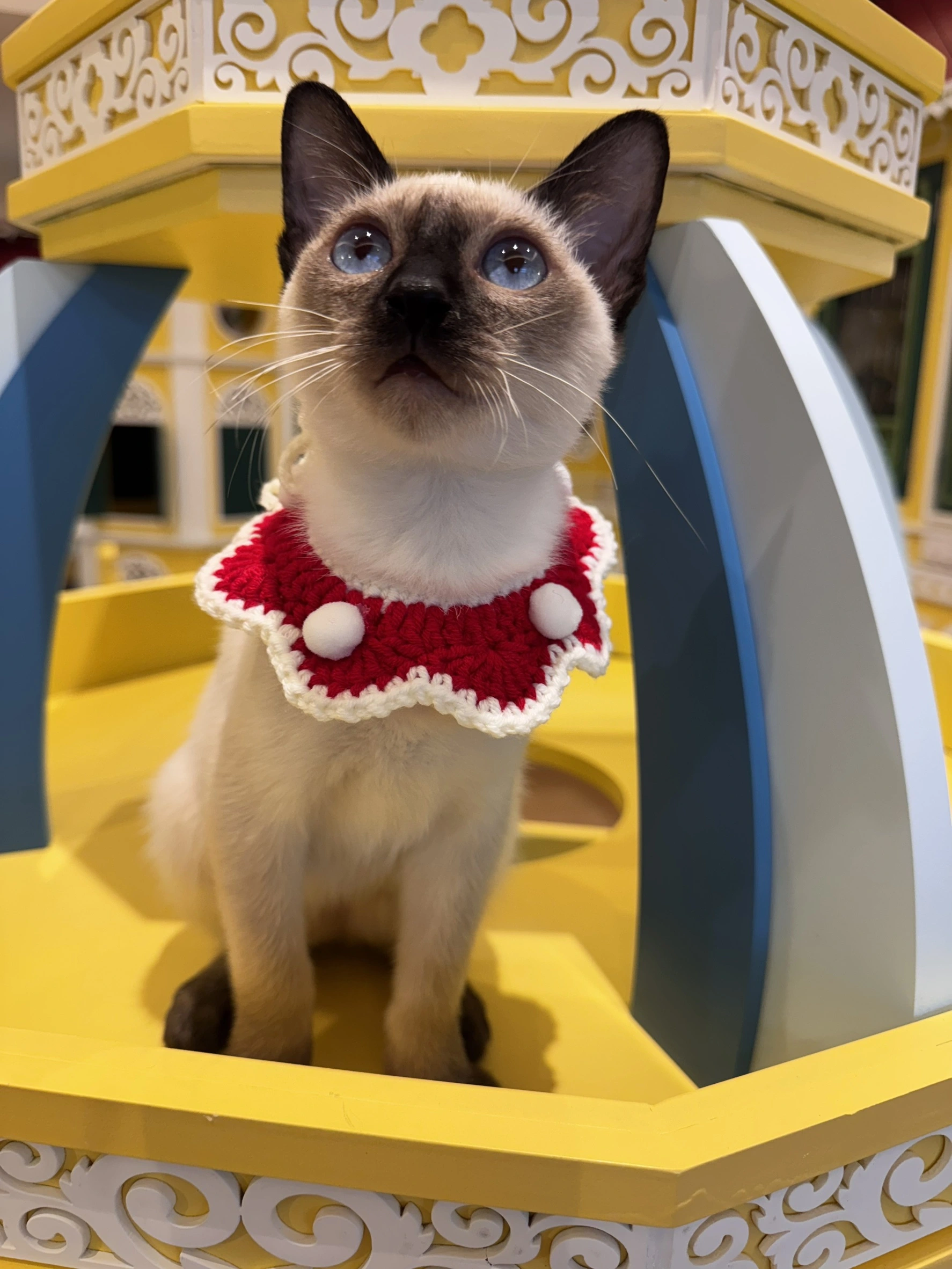 โรงแรมแมว พรีเมียม Wimanmeow ห้องพักแมวส่วนตัว ไม่ขังกรง พร้อมการดูแลระดับพรีเมียม