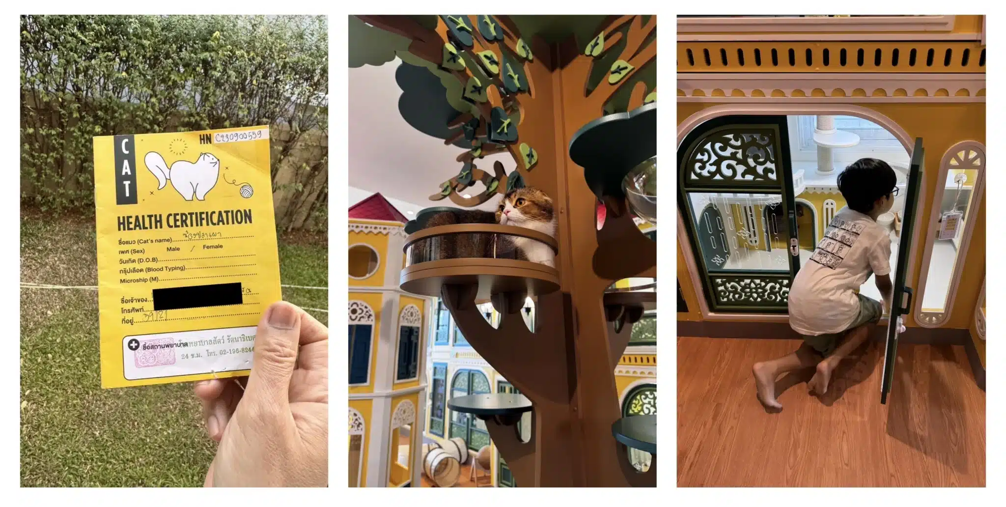 Wimanmeow Cat Hotel ตรวจสอบสมุดวัคซีนแมวก่อนเข้าพัก เพื่อความปลอดภัยและสุขอนามัยของน้องแมวทุกตัว