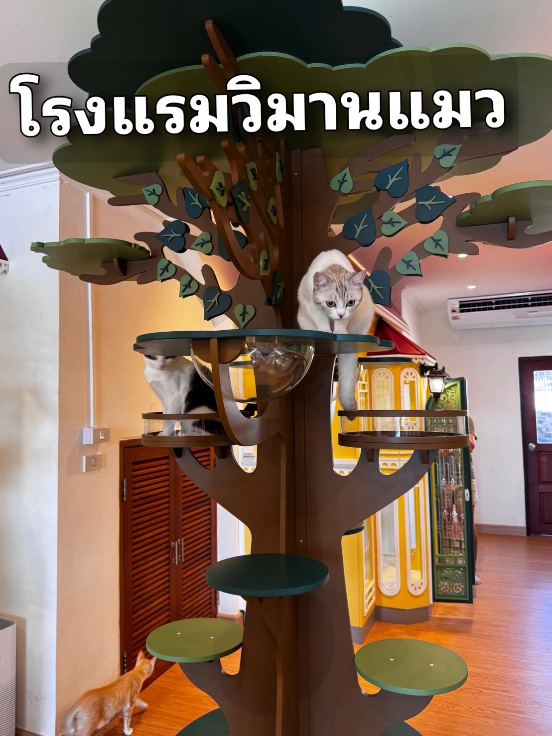 โรงแรมแมว ไทรน้อย – ห้องพักแมวส่วนตัว Wimanmeow Cat Hotel