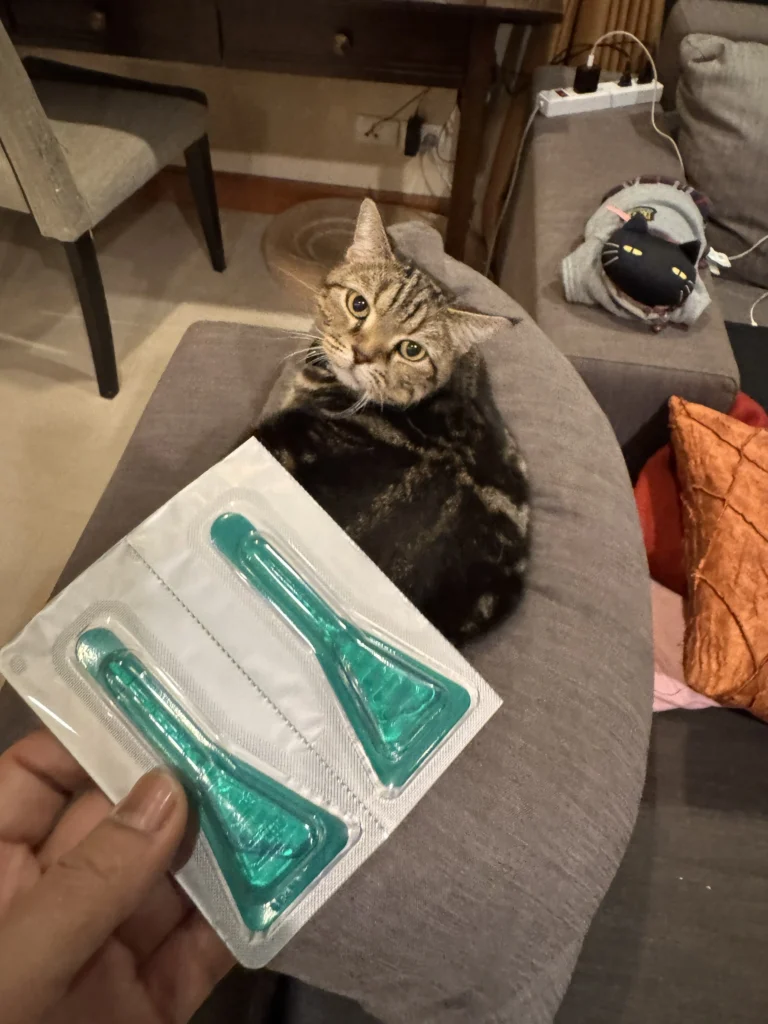 5 วิธีเตรียมความพร้อมก่อนส่งเจ้าเหมียวเข้า "โรงแรมแมว" ให้แฮปปี้ไม่มีเครียด 2