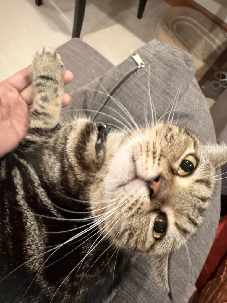 5 วิธีเตรียมความพร้อมก่อนส่งเจ้าเหมียวเข้า "โรงแรมแมว" ให้แฮปปี้ไม่มีเครียด 4