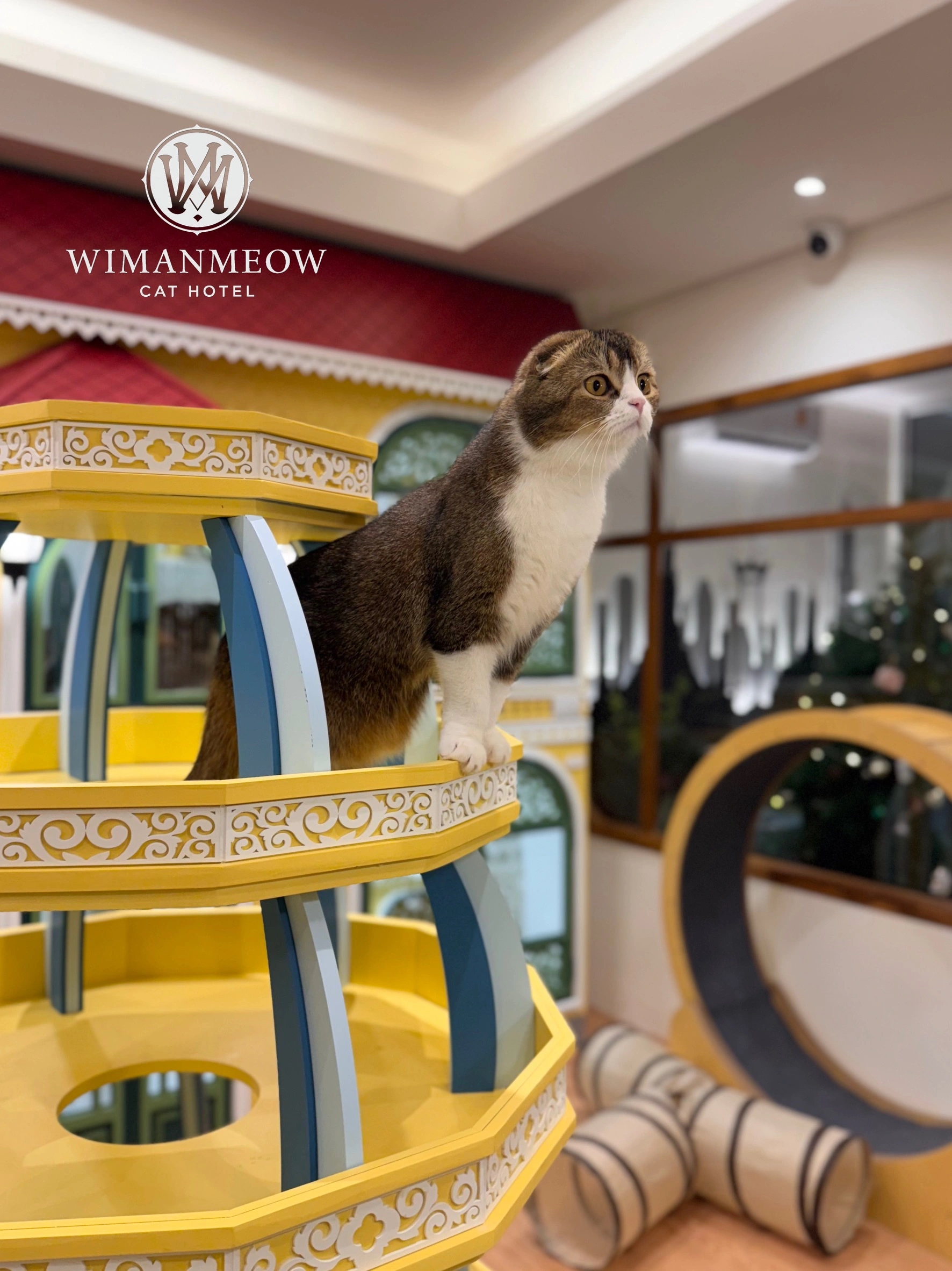 เตรียมตัวส่งแมวเข้าโรงแรมแมว Wimanmeow นนทบุรี