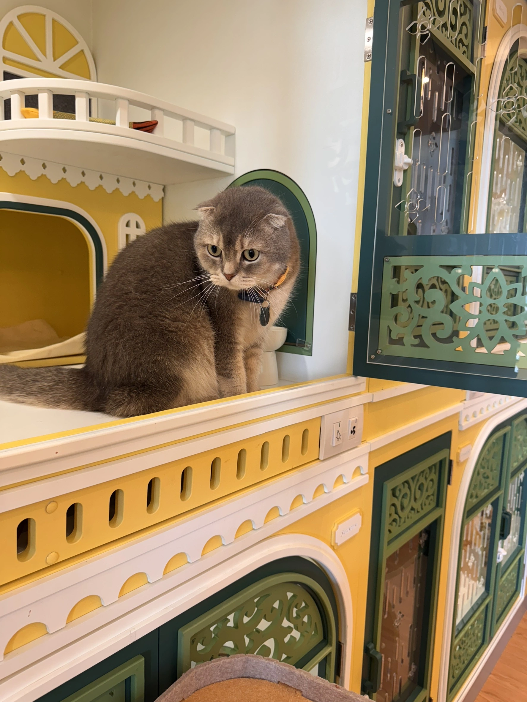 โรงแรมแมว ราชพฤกษ์ บางบัวทอง Wimanmeow ห้องพักแมวส่วนตัว บรรยากาศสะอาด ปลอดภัย