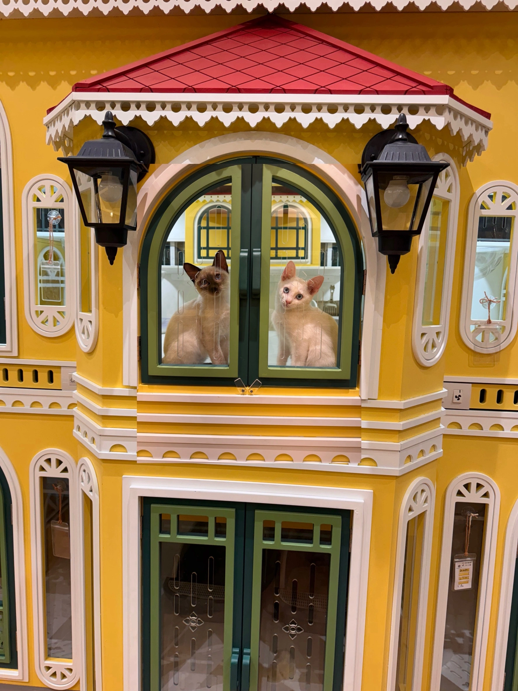 ห้องพักแมว First Class ราชพฤกษ์