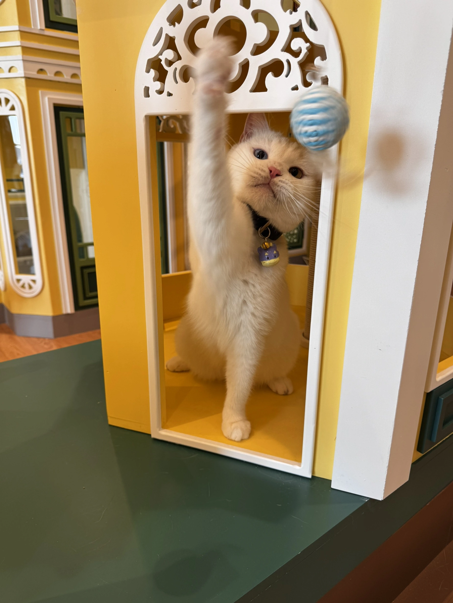 การเตรียมตัวแมวเข้าโรงแรม