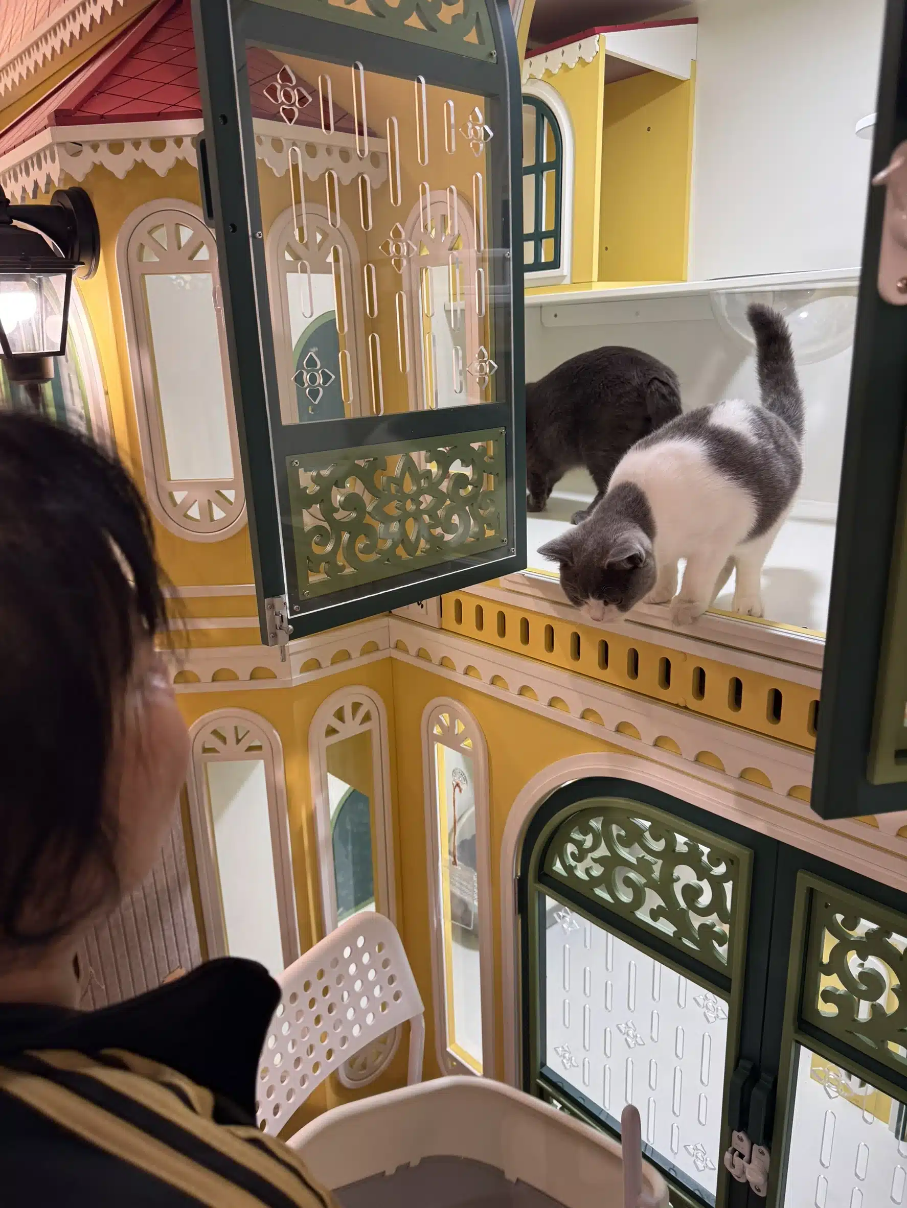 ทิ้งแมวอยู่บ้านคนเดียวอย่างปลอดภัย ไม่เครียด