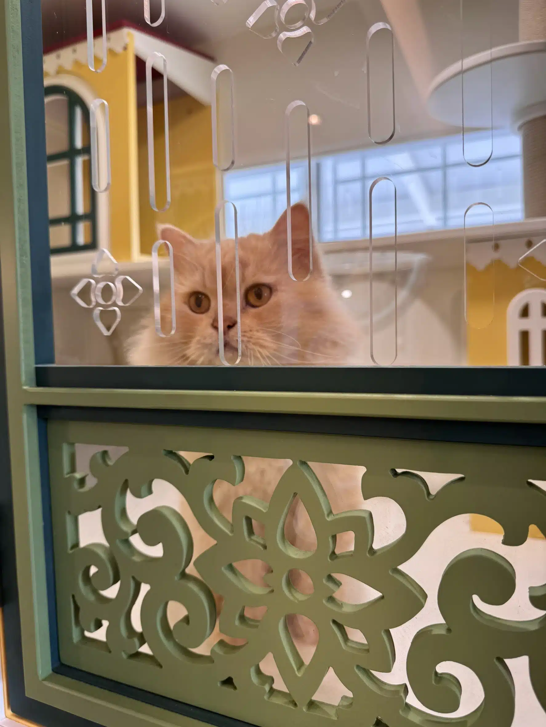 ห้องพักที่พักแมวบรรยายกาศสงบ