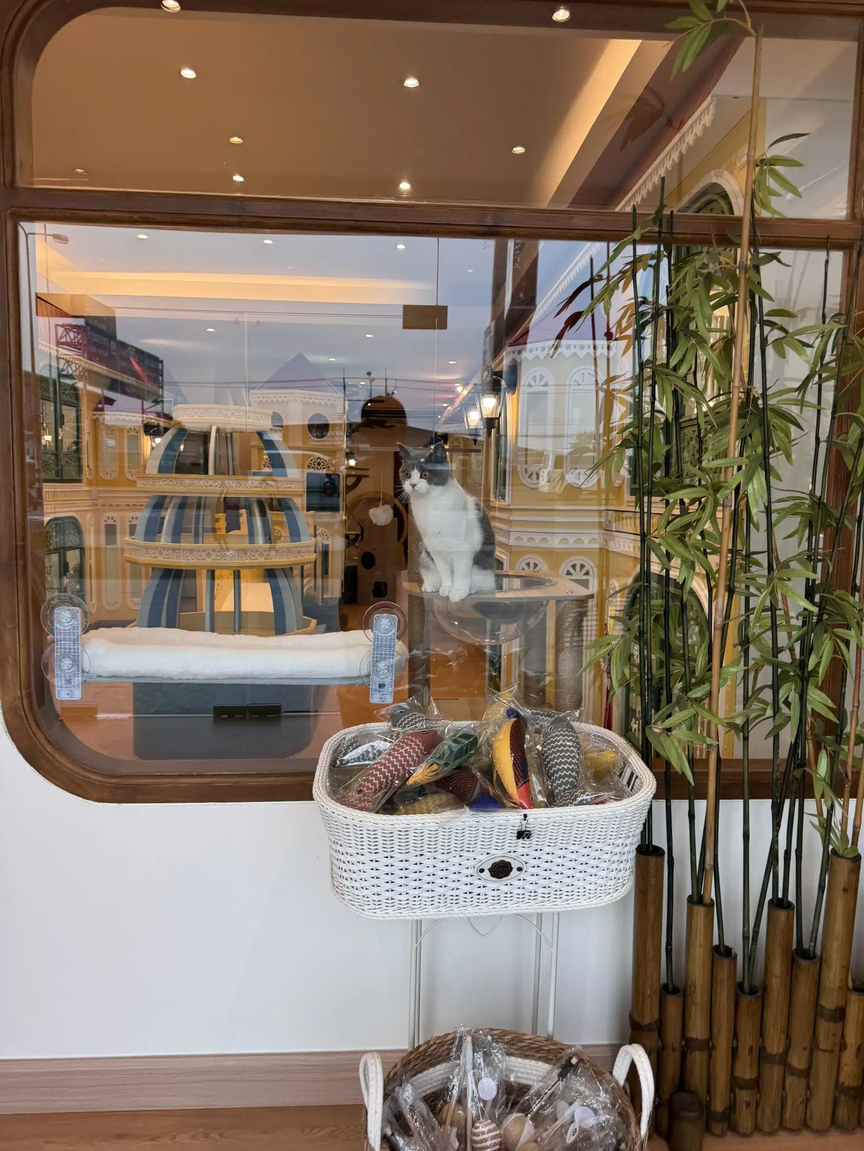 โรงแรมแมวพรีเมียม ราคา 2026 ห้องพักแมวส่วนตัว Wimanmeow Cat Hotel