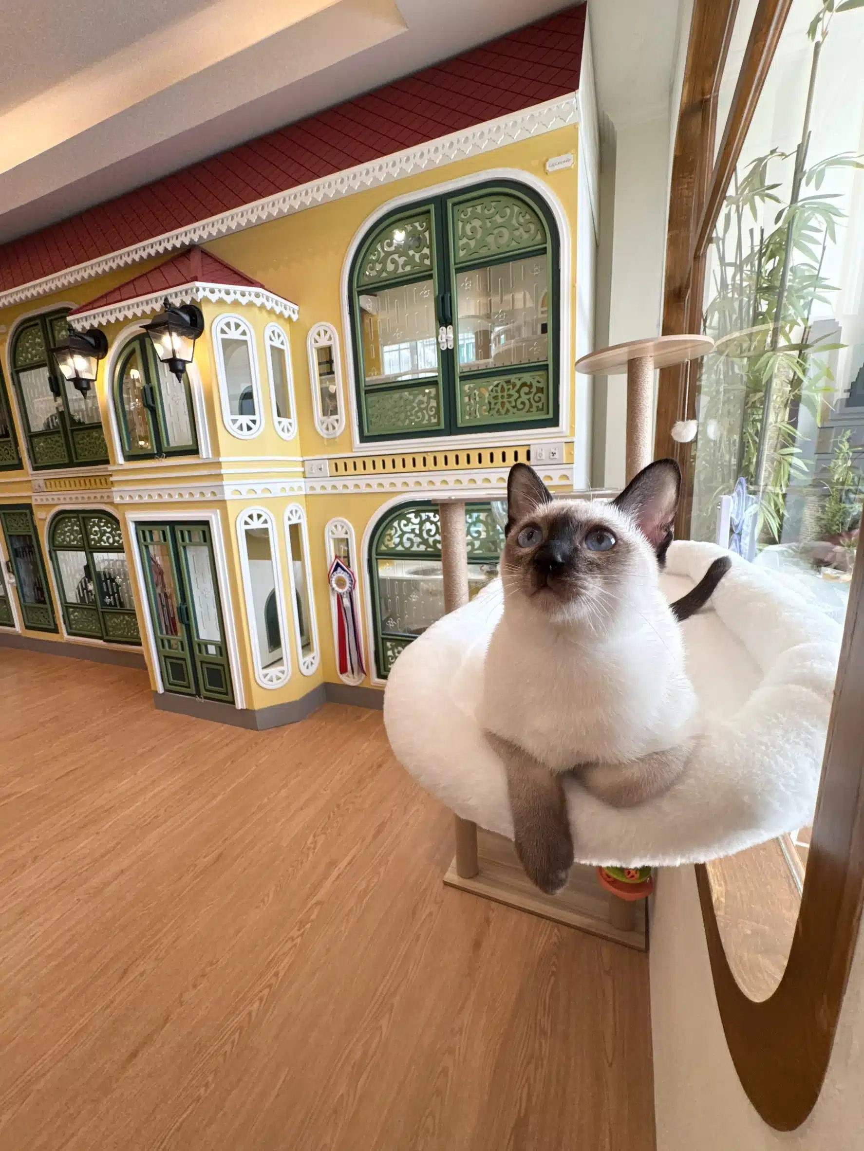 ฝากแมวที่ไหนดี? ม Wimanmeow Cat Hotel ย่านบางบัวทอง-ราชพฤกษ์