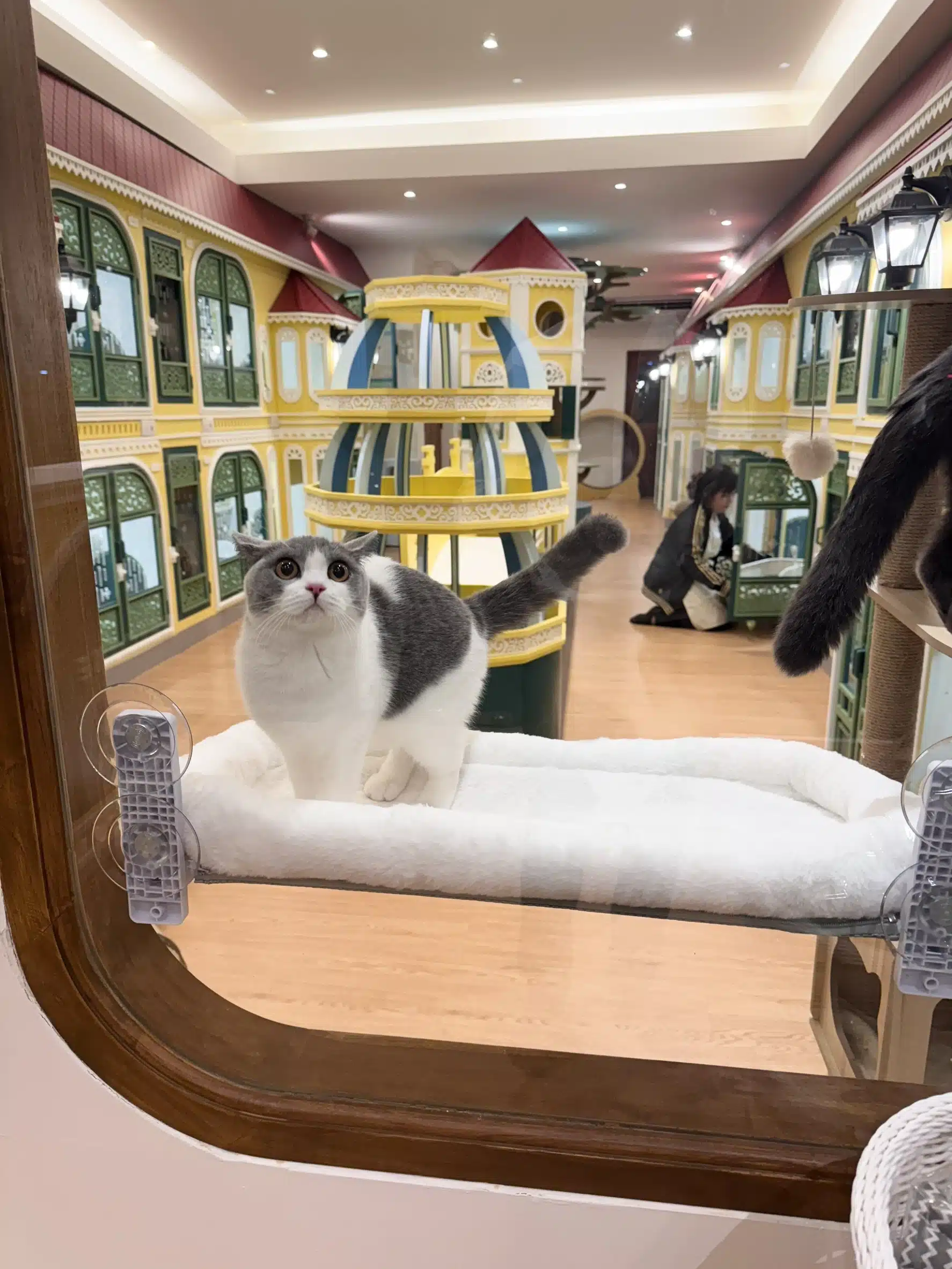 โรงแรมแมวแจ้งวัฒนะ ห้องพักแมวส่วนตัว Wimanmeow Cat Hotel