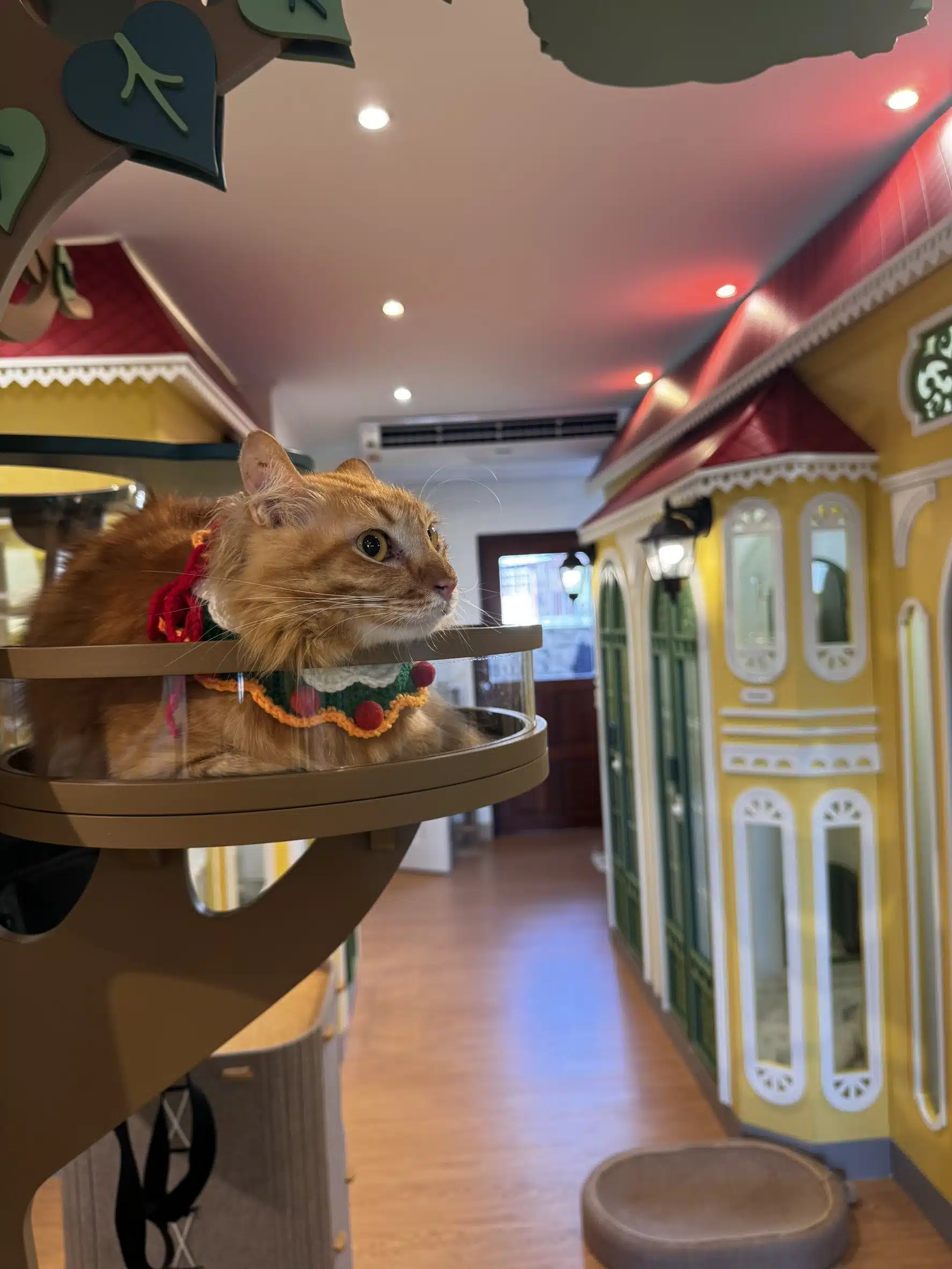 รับฝากแมวรายเดือน ราคาพิเศษ (Monthly Cat Boarding) ราคาพิเศษ วิมานเหมียว นนทบุรี