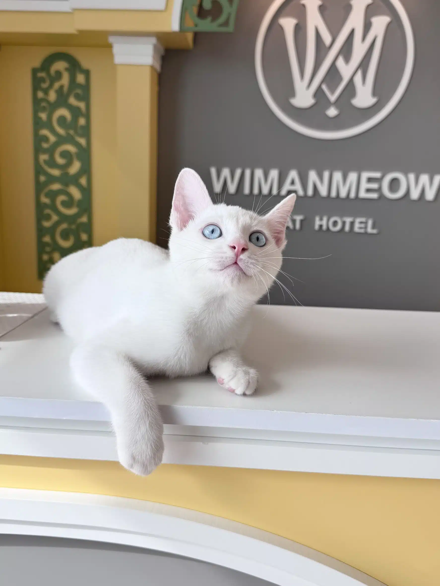 โรงแรมแมวไม่ขังกรง Wimanmeow Cat Hotel ย่านบางบัวทอง ราชพฤกษ์