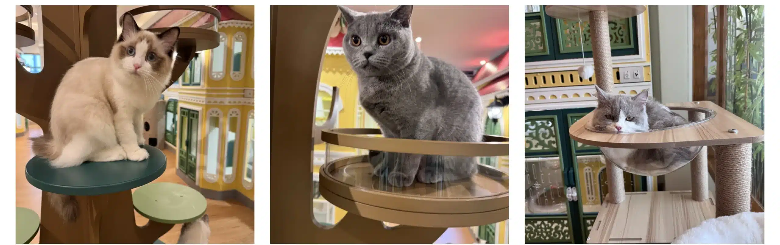 ฝากลูกแมวอายุเท่าไหร่พักที่ Wimanmeow Cat Hotel