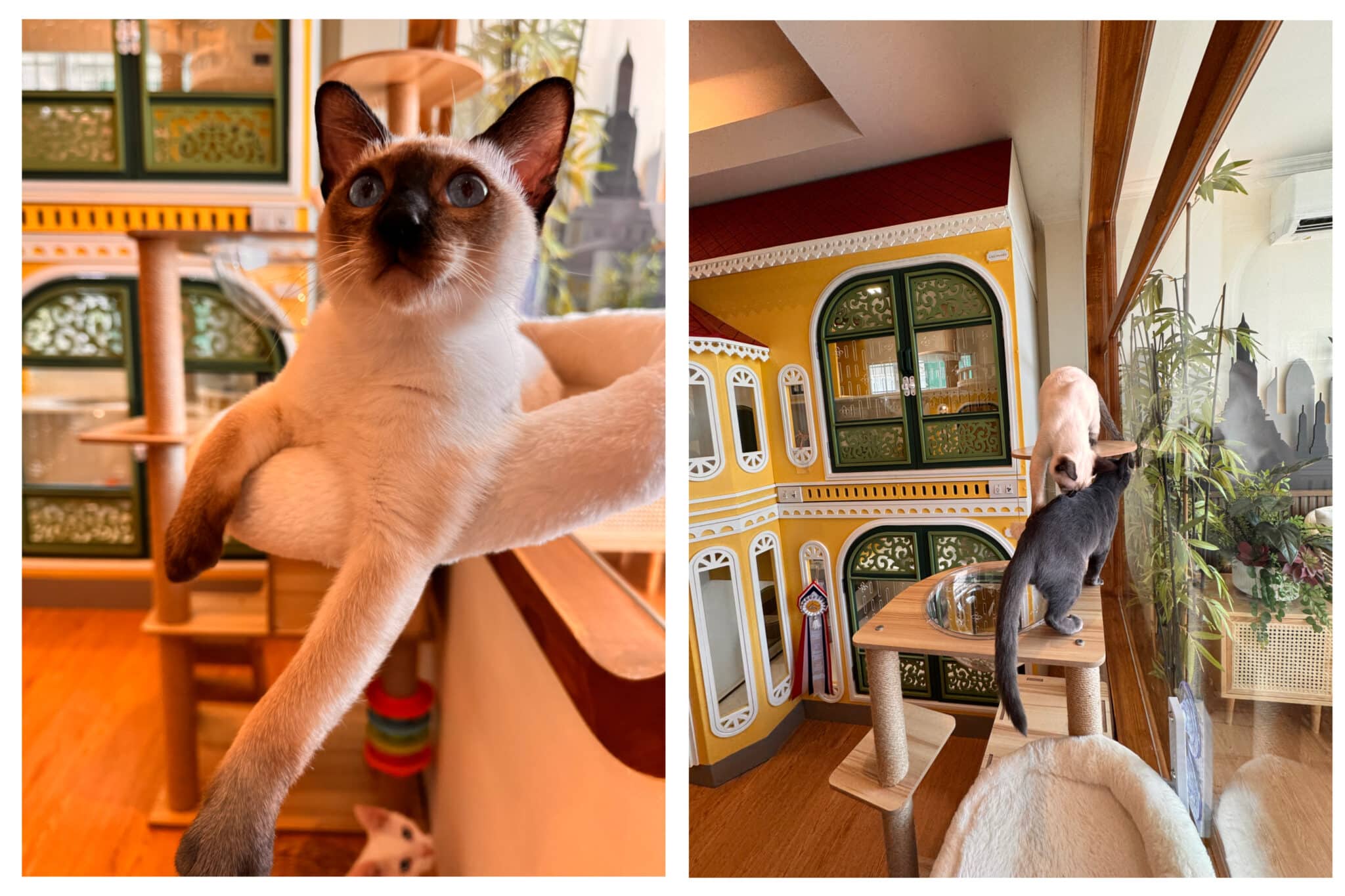 ฝากแมวที่ไหนดีระหว่างโรงแรมแมว vs โรงพยาบาลสัตว์