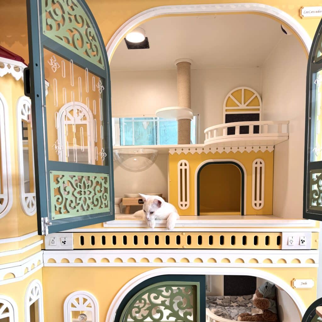 รับฝากแมว นนทบุรี 24 ชม