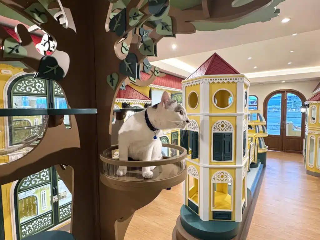 รีวิวโรงแรมแมวราชพฤกษ์ 2026: ทำไม Wimanmeow ถึงเป็น "โรงแรมแมวไม่ขังกรง" ที่ดีที่สุดสำหรับลูกรักของคุณ 1