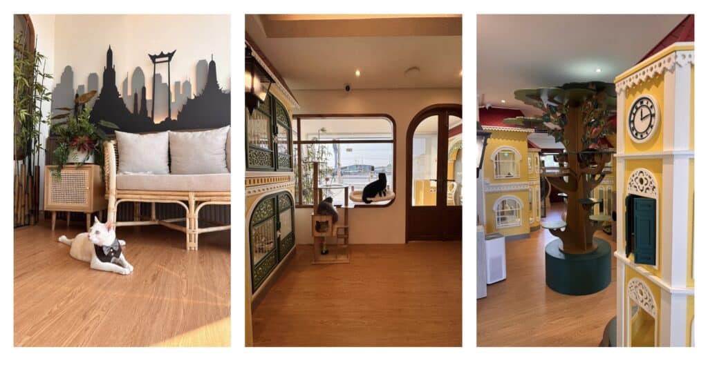 ฝากแมว วัคซีน: เกราะคุ้มกันสำคัญที่เจ้าของต้องรู้ก่อนส่งฝากเลี้ยง 1 ฝากแมว วัคซีน: เกราะคุ้มกันสำคัญที่เจ้าของต้องรู้ก่อนส่งฝากเลี้ยง 1