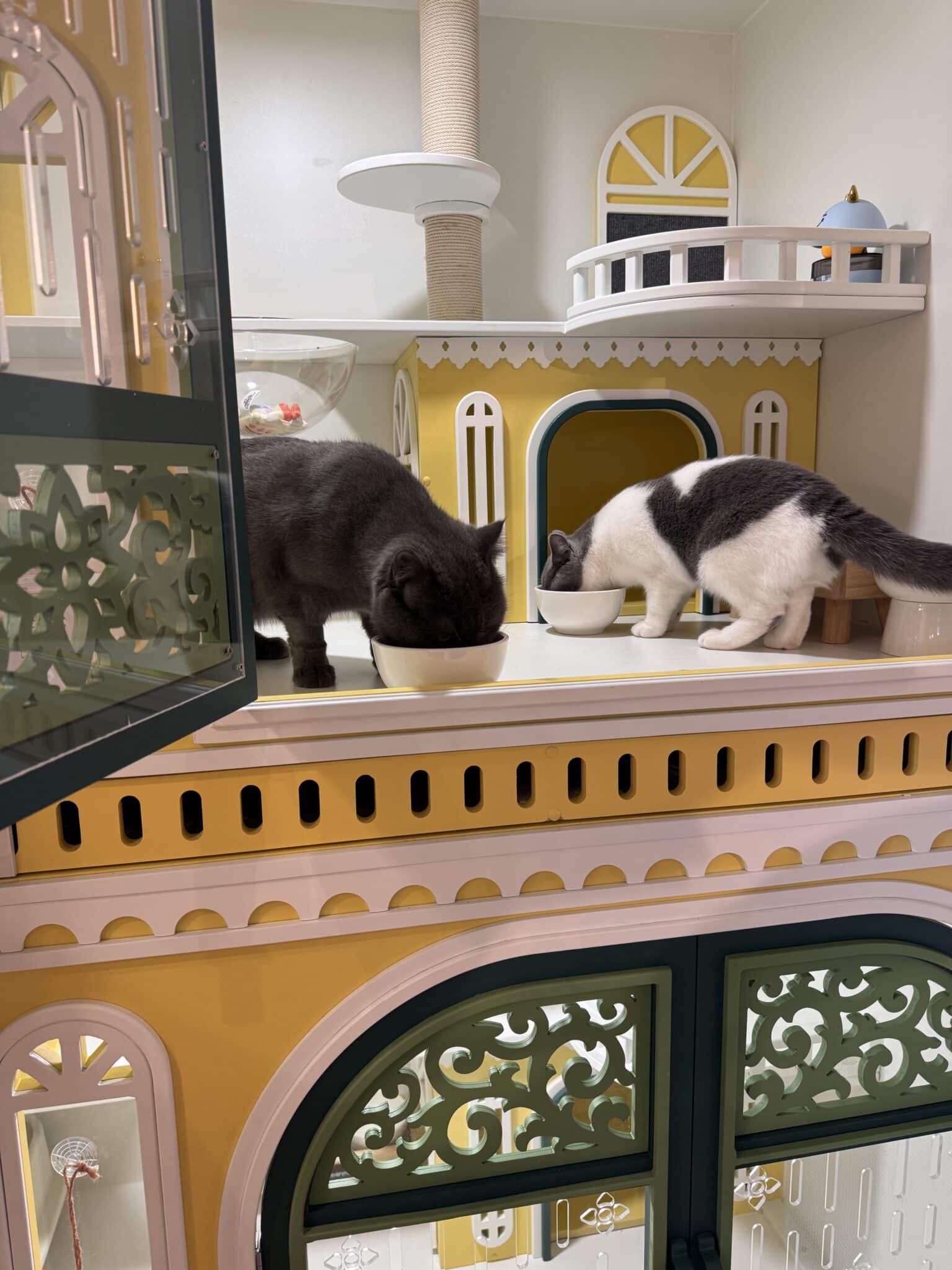 โรงแรมแมวราชพฤกษ์ Wimanmeow Cat Hotel โรงแรมแมวไม่ขังกรง สไตล์พรีเมียม