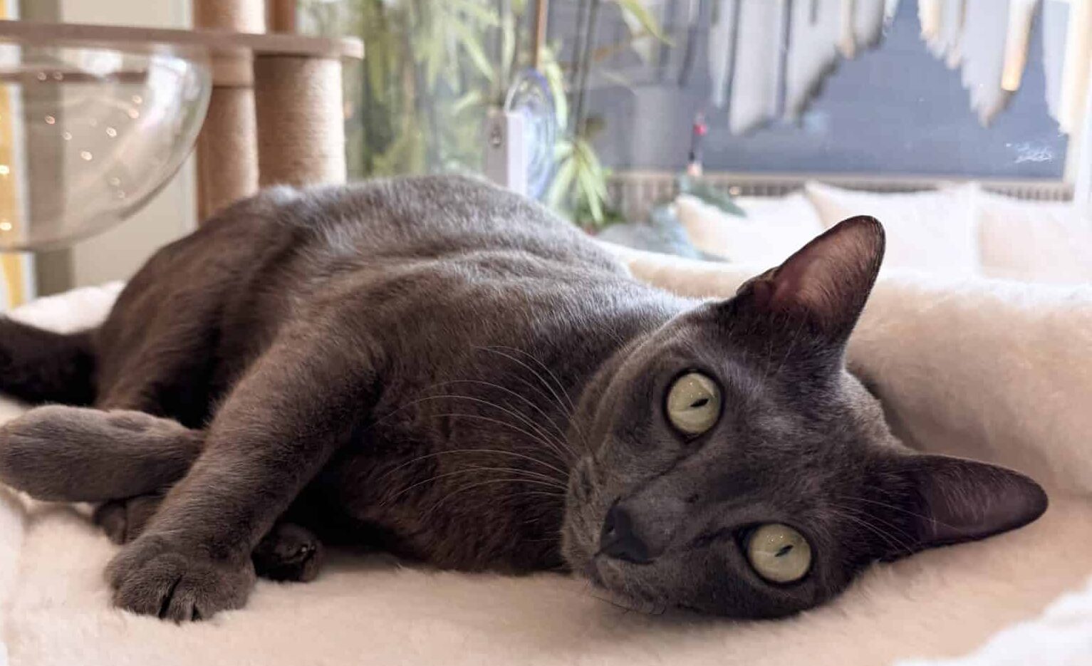 โรงแรมแมว-ไทรน้อย-วิมานเหมียว-นนทบุรี