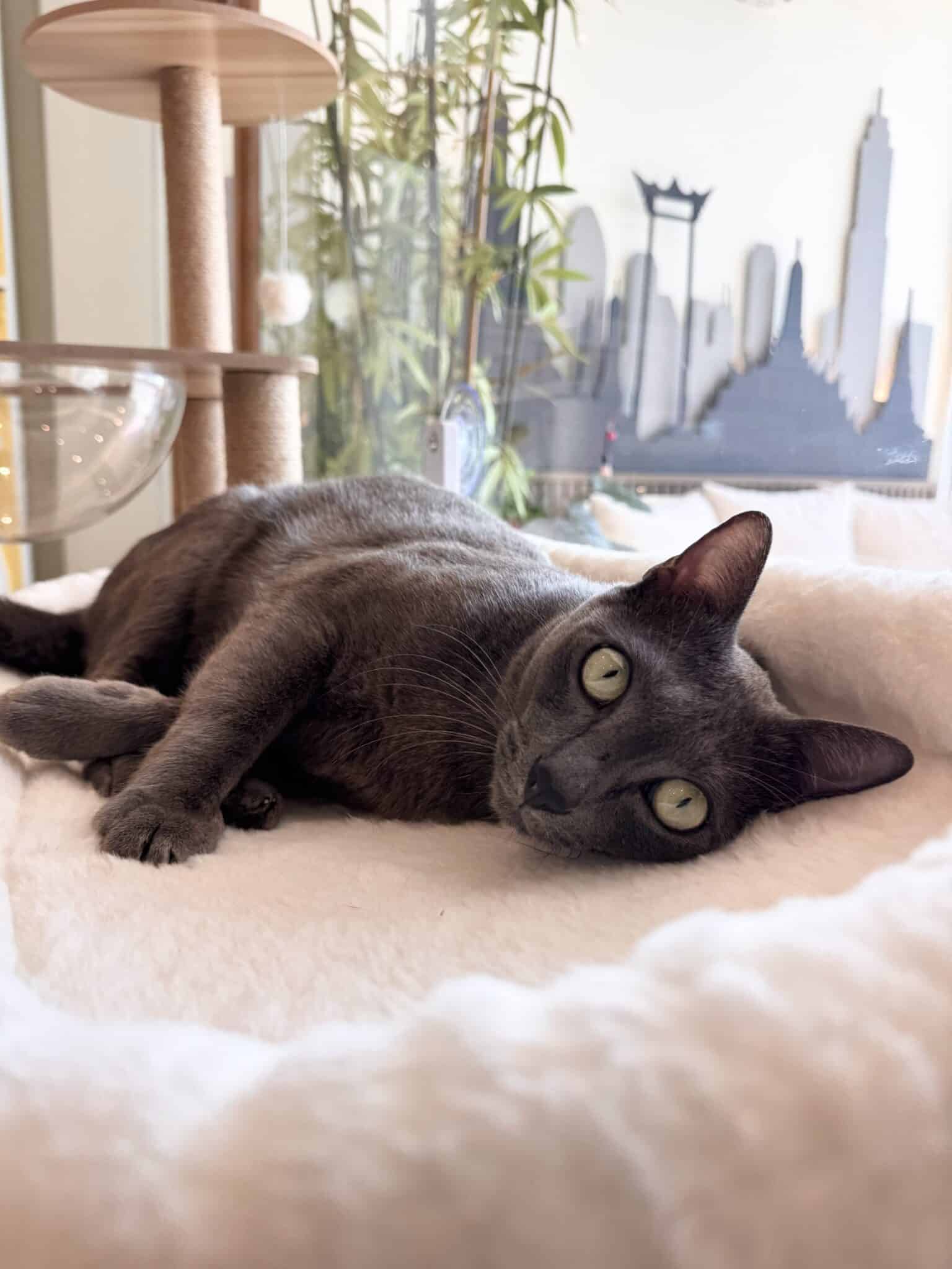 ฝากแมวรายเดือน นนทบุรี โรงแรมแมววิมานแมว ไม่ขังกรง