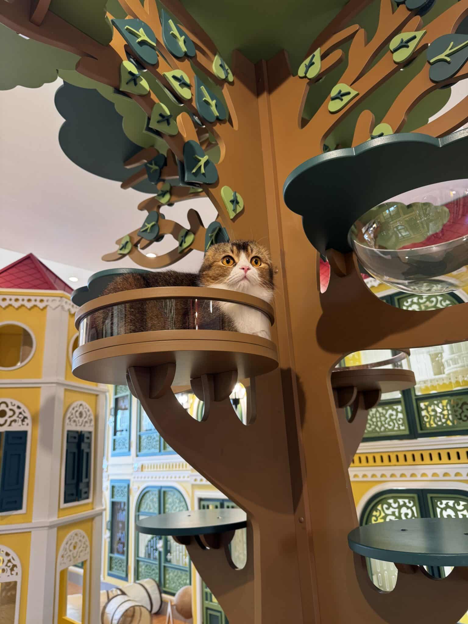 บริการฝากแมวรายเดือน นนทบุรี ราชพฤกษ์ โรงแรมแมวพรีเมียม Wimanmeow