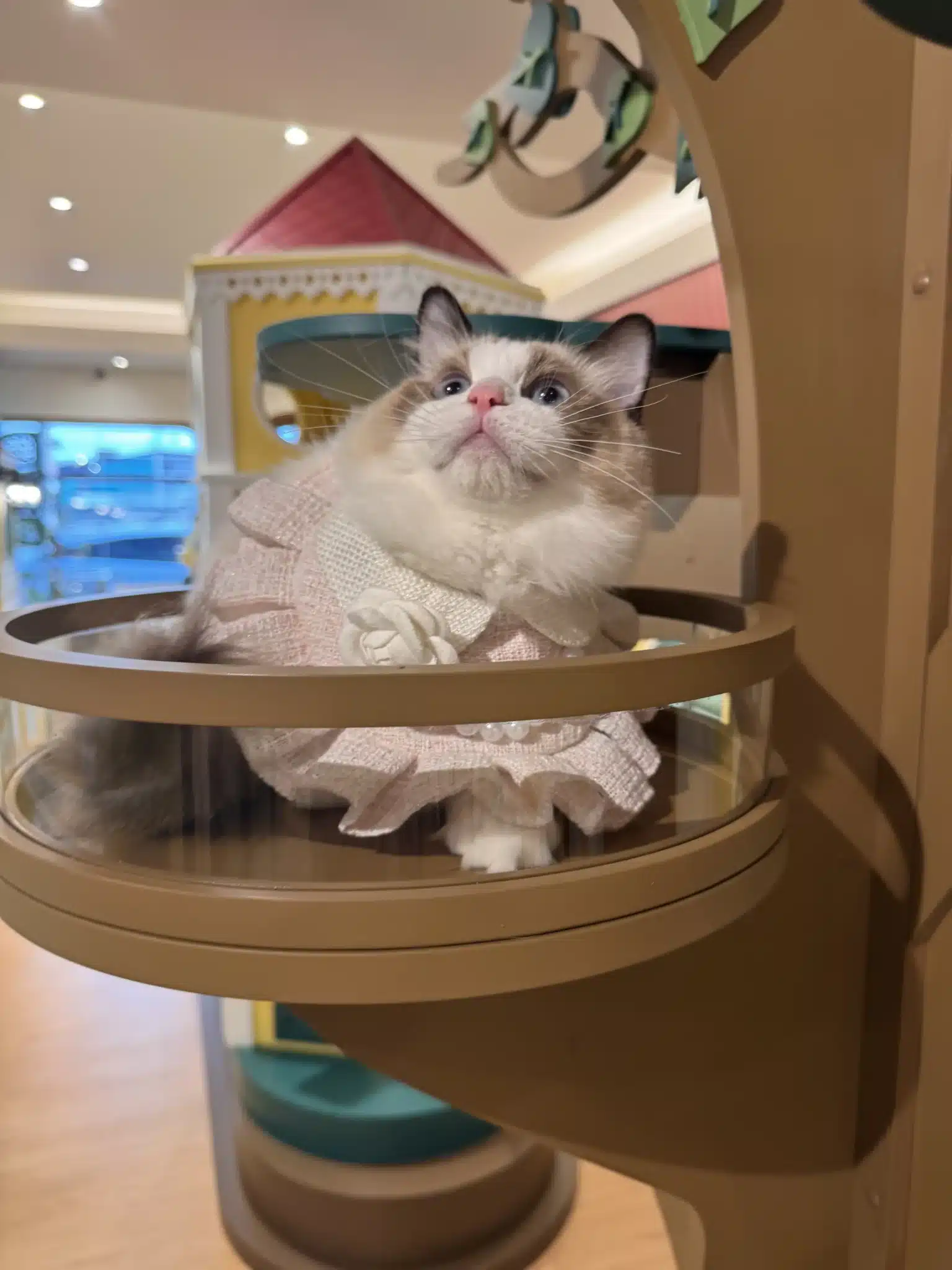 โรงแรมแมว นนทบุรี สงกรานต์ 2569