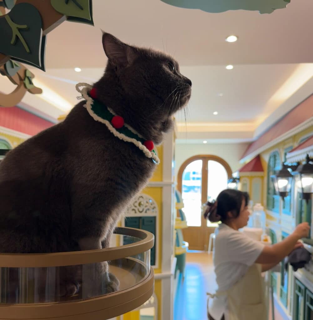 โรงแรมแมว ไทรน้อย บริการรับฝากแมว สะอาด ปลอดภัย