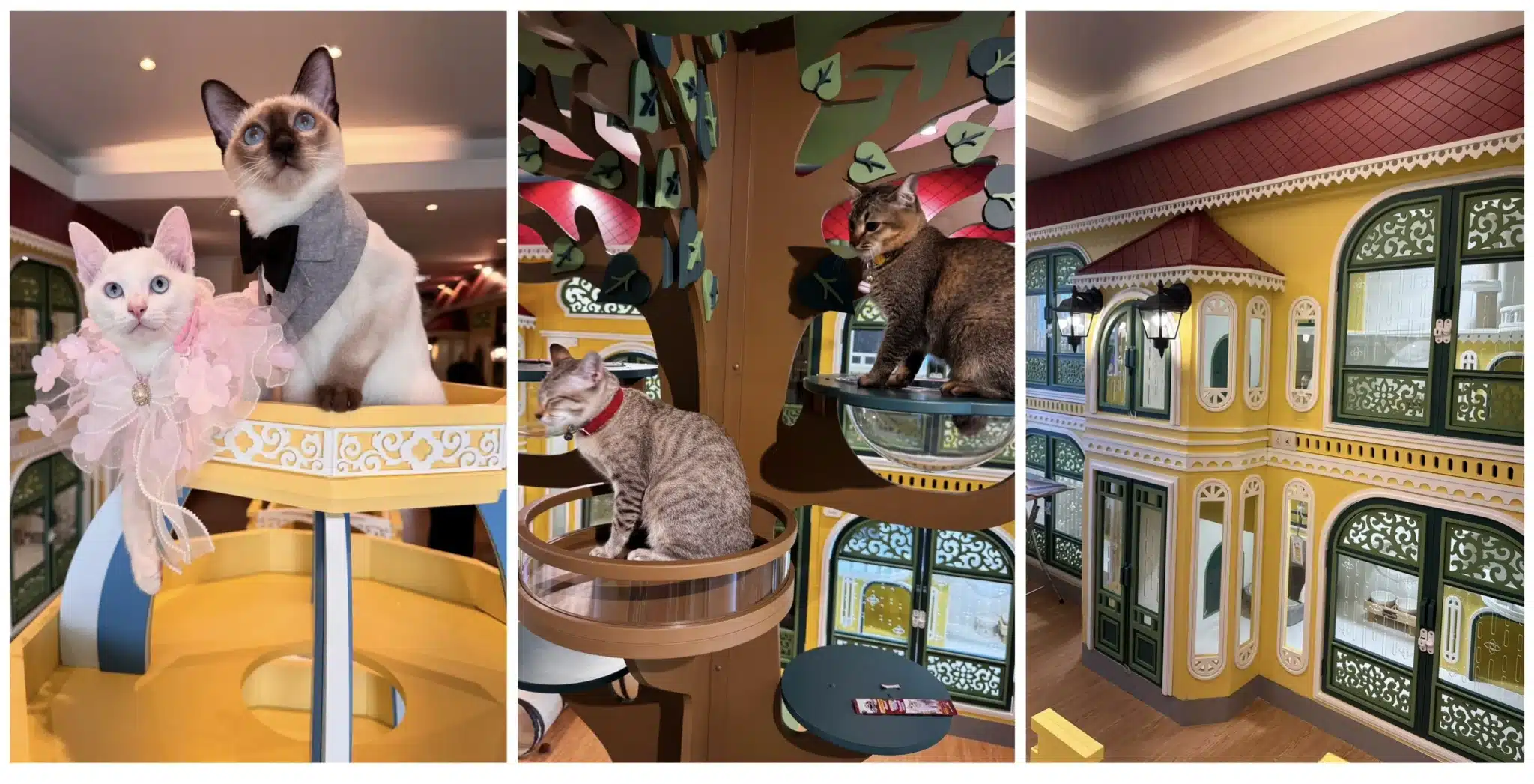 โรงแรมแมว สงกรานต์ 2569 ราชพฤกษ์ นนทบุรี