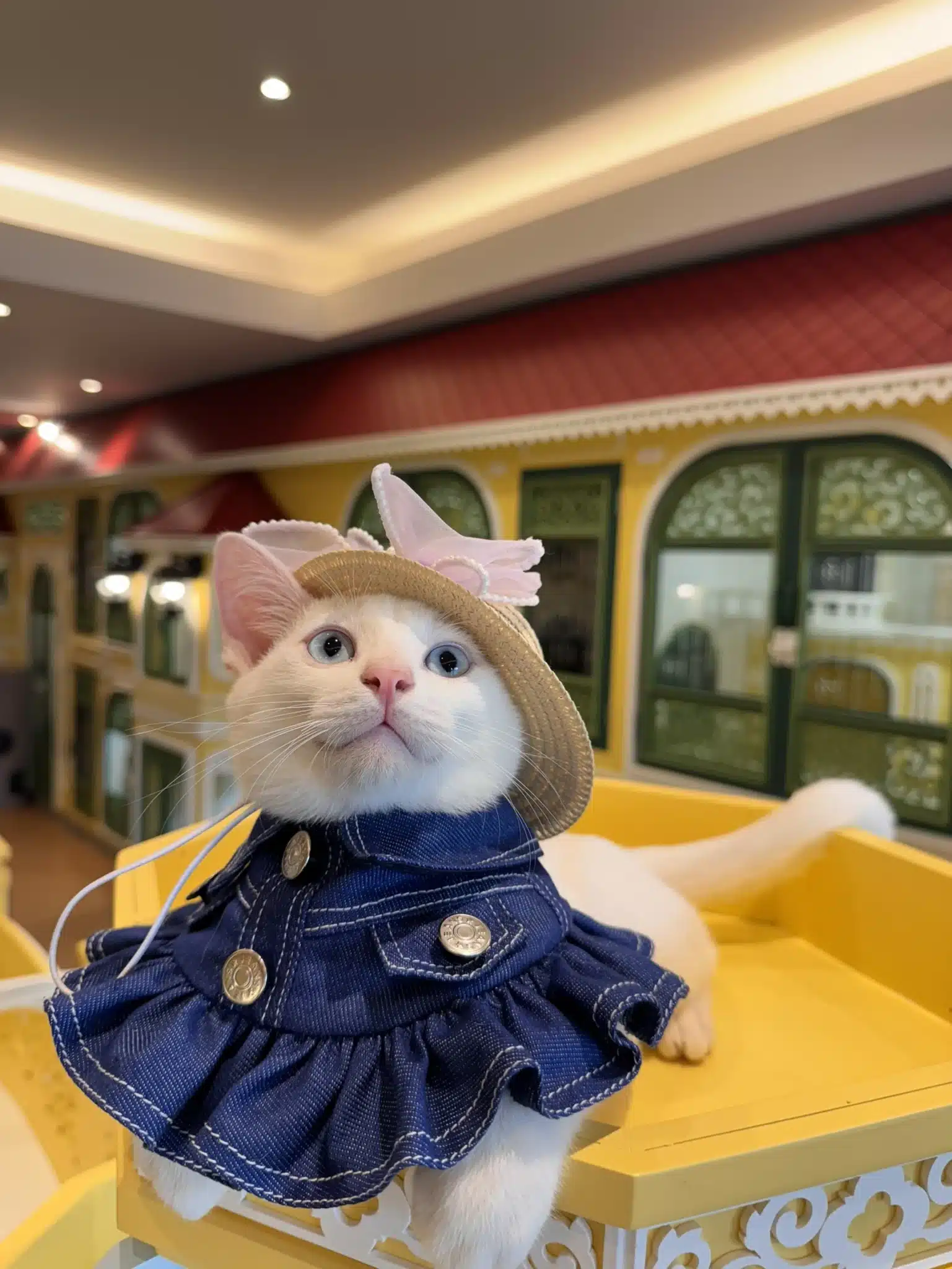 โรงแรมแมวที่ดีที่สุดในนนทบุรี Wimanmeow Cat Hotel บรรยากาศห้องพักพรีเมียม