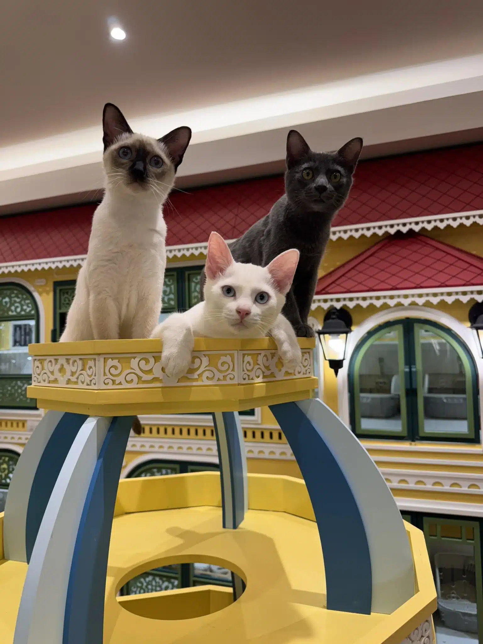 โรงแรมแมวดูแลอย่างใกล้ชิด (Close Care) ห้องพักส่วนตัว ดูแลรายตัว อัปเดตอาการน้องแมวทุกวัน