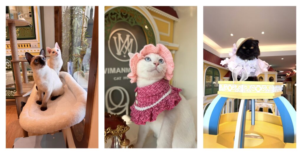 เจาะลึก 5 เหตุผล ทำไม Wimanmeow ถึงเป็น "โรงแรมแมวราชพฤกษ์-นนทบุรี" ที่ดีที่สุดในปี 2026 1 โรงแรมแมว ราชพฤกษ์